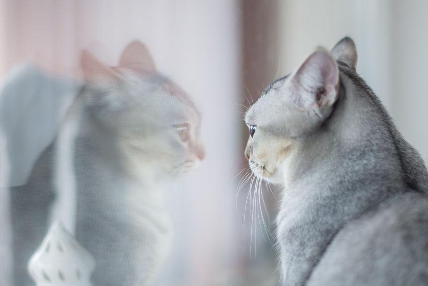 Chat se regardant par la fenêtre, son miroir se reflète sur la vitre